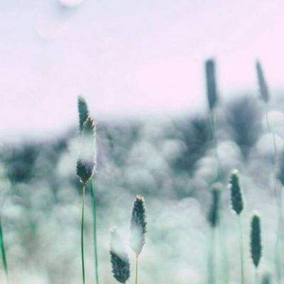 鸡鸭兄弟大冒险